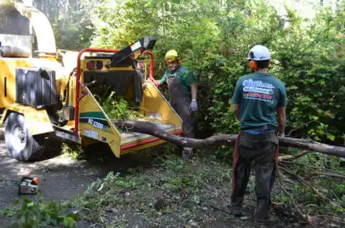 tree services South Apopka